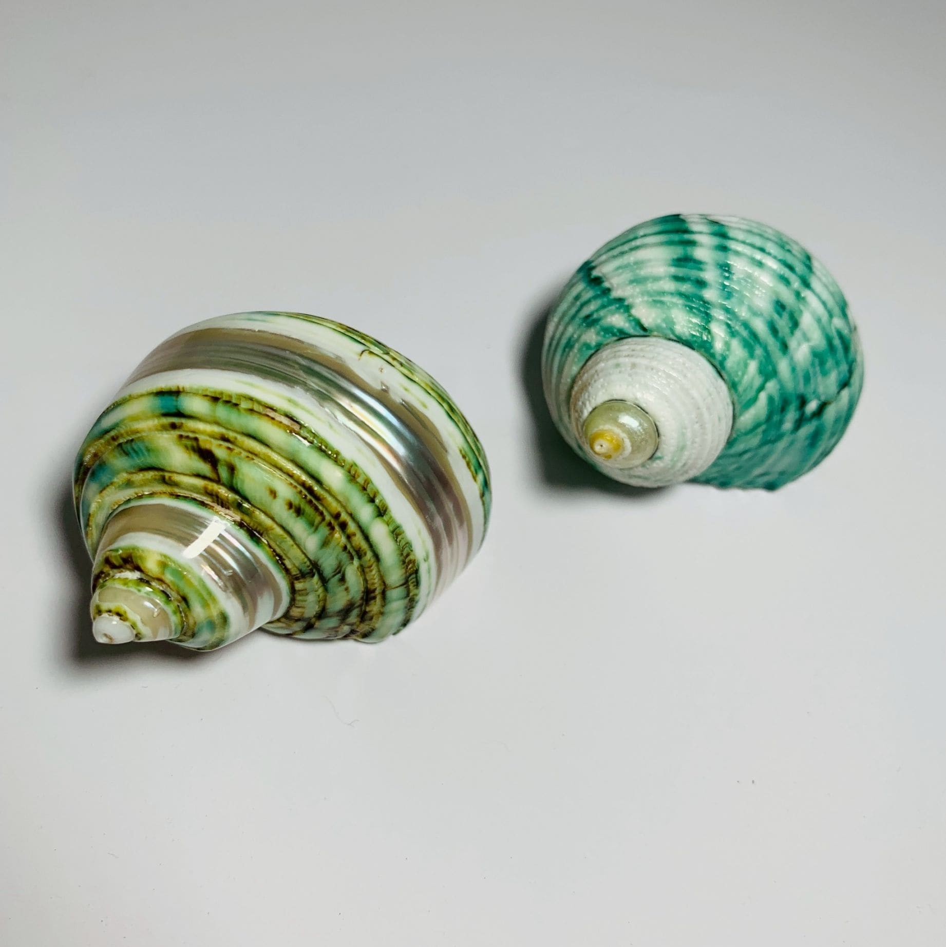 サザエグリーンM-L2個セット010【1点物サイズ】写真あり！ | すべて