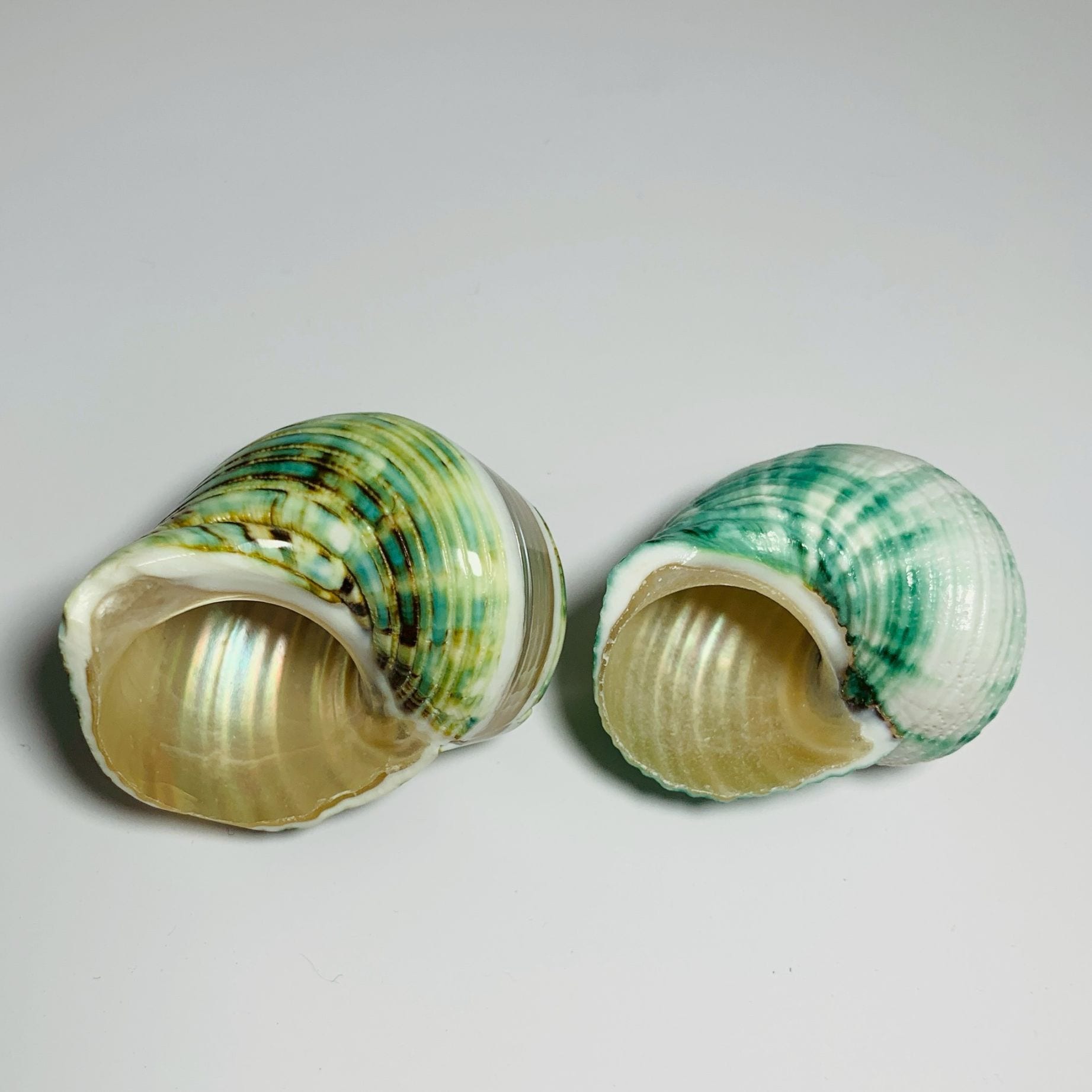 サザエグリーンM-L2個セット010【1点物サイズ】写真あり！ | すべて