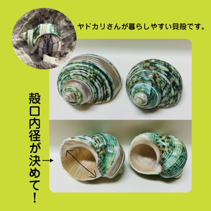 サザエグリーンM-L2個セット010【1点物サイズ】写真あり！ | すべて