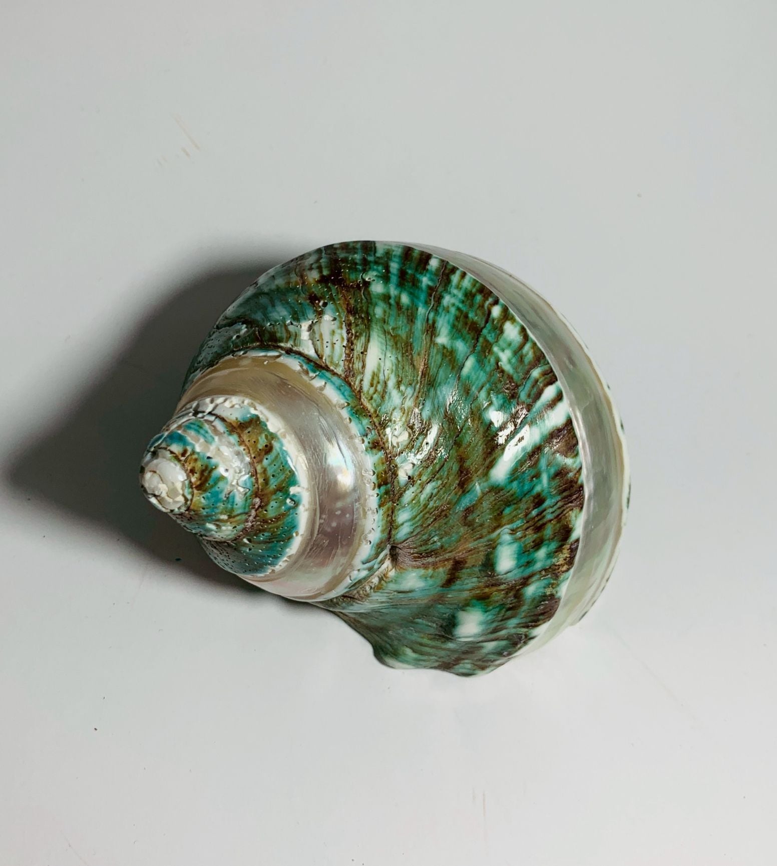 アフリカヤコウガイ 磨きライン8cm【写真の貝殻】 | すべての商品