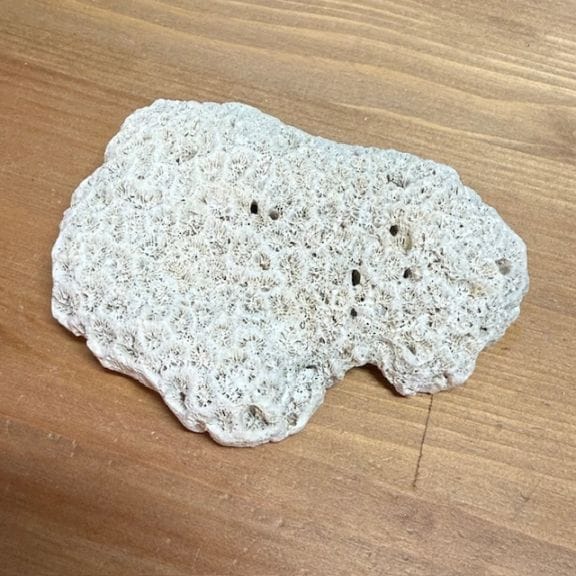 大きな天然サンゴ 約25cm 大きな天然サンゴ 約25cm 大きな天然サンゴ 約25cm