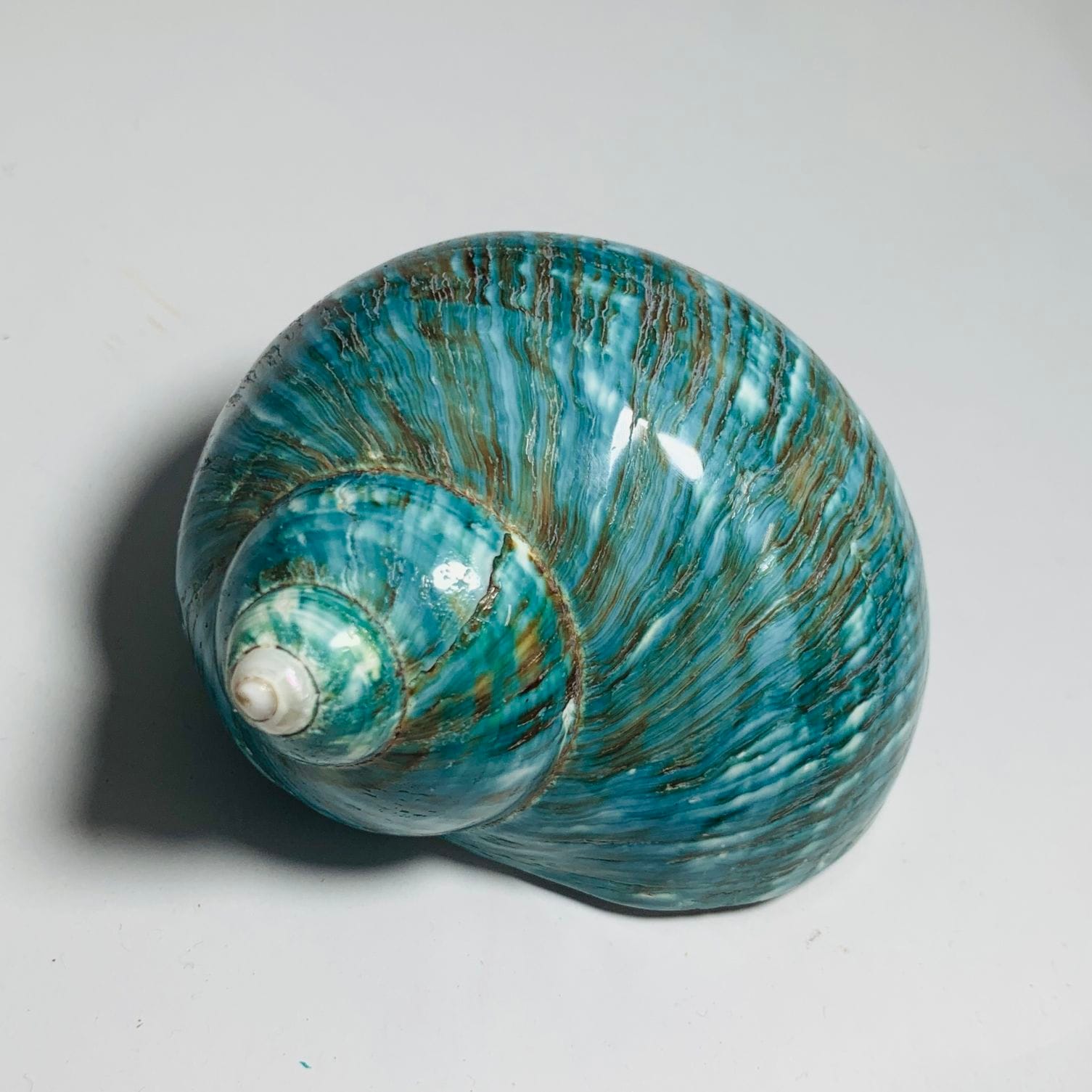 珍！綺麗な緑サザエ 7cm【サイズ1点もの】【写真の商品】 | 貝殻