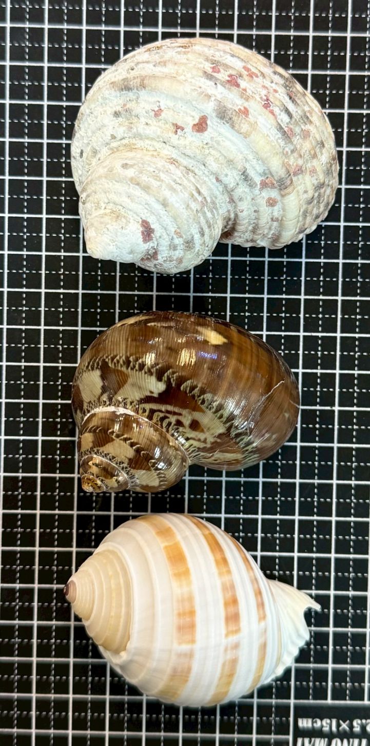 貝殻の販売ページ｜貝殻屋