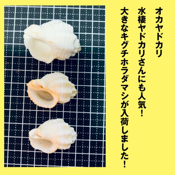 キグチホラダマシ貝殻S-M3個セット【イメージ】 | 役立つ