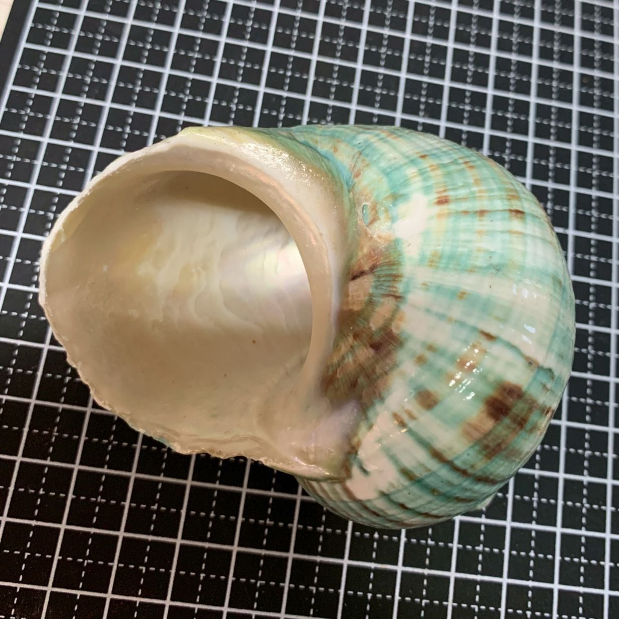 緑サザエ 7.6cm | すべての商品 | やどかり屋