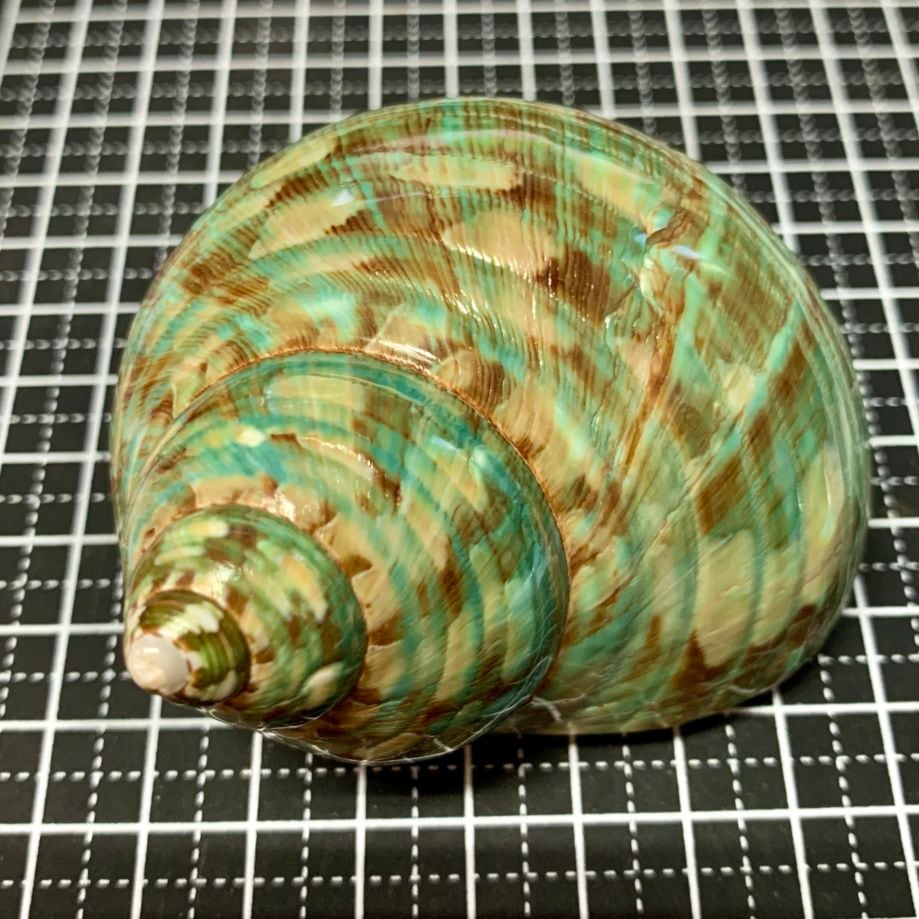 緑サザエ 7.1cm【写真の貝殻】 | すべての商品 | やどかり屋