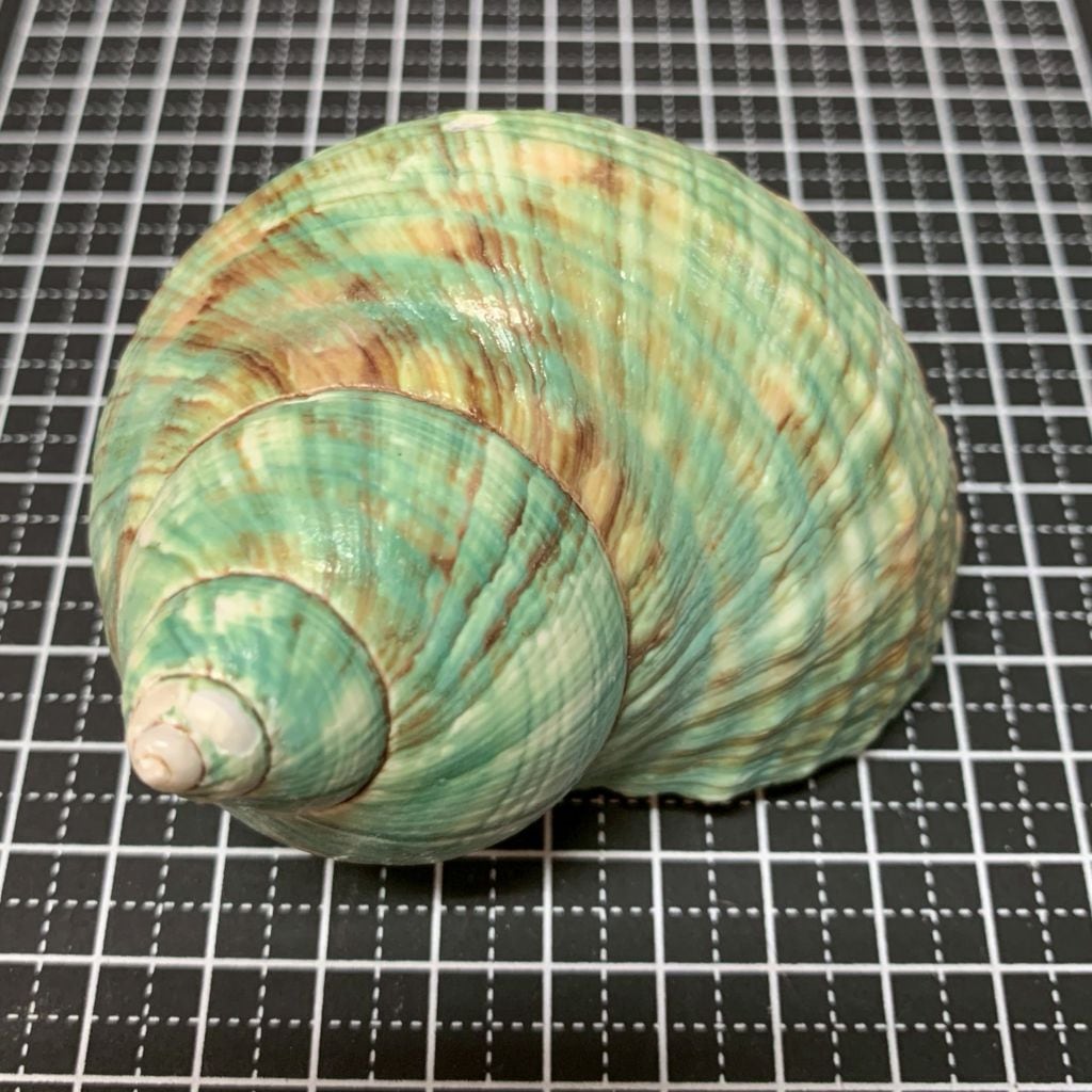 緑サザエ 7.6cm | すべての商品 | やどかり屋