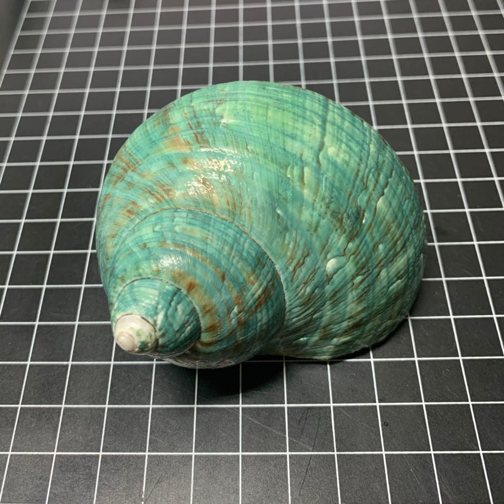 緑サザエ 7.6cm【写真の貝殻】 | すべての商品 | やどかり屋