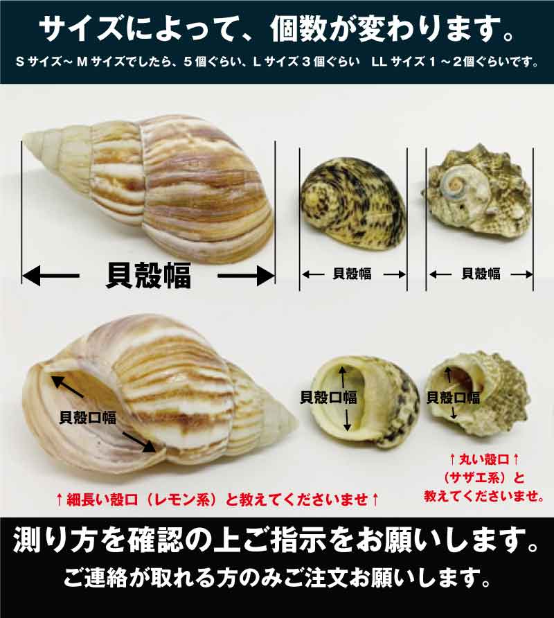 サイズオーダー貝殻セット→商品説明確認してください。【L～3Lサイズ