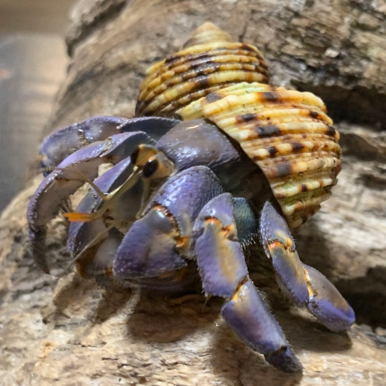赤い足のオカヤドカリさん | 海水魚図鑑（過去入荷）,オカヤドカリ
