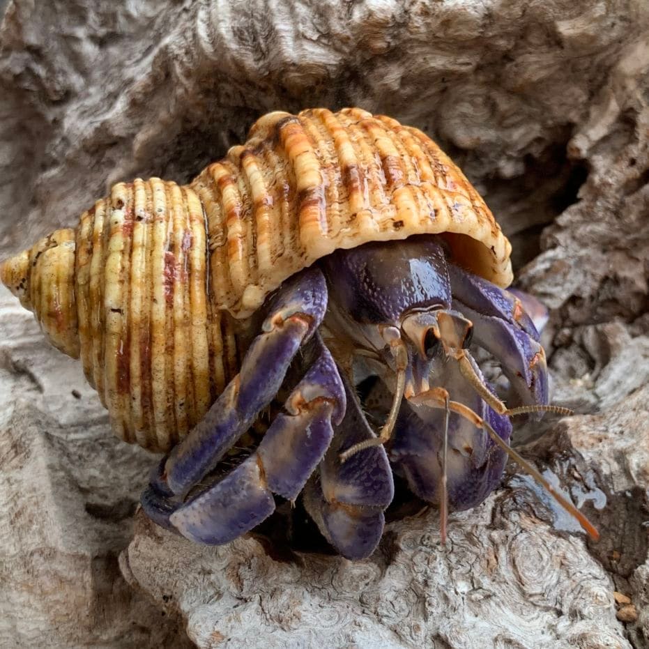 サザエに入っているムラサキオカヤドカリ【6.4cm】【写真の子