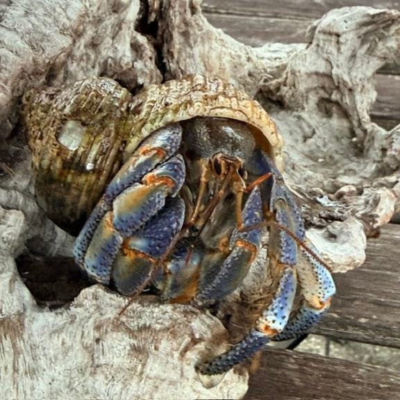 赤い足のオカヤドカリさん | 海水魚図鑑（過去入荷）,オカヤドカリ