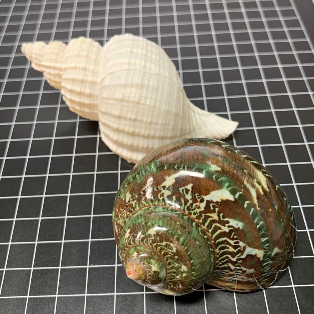 水棲ヤドカリ用貝殻