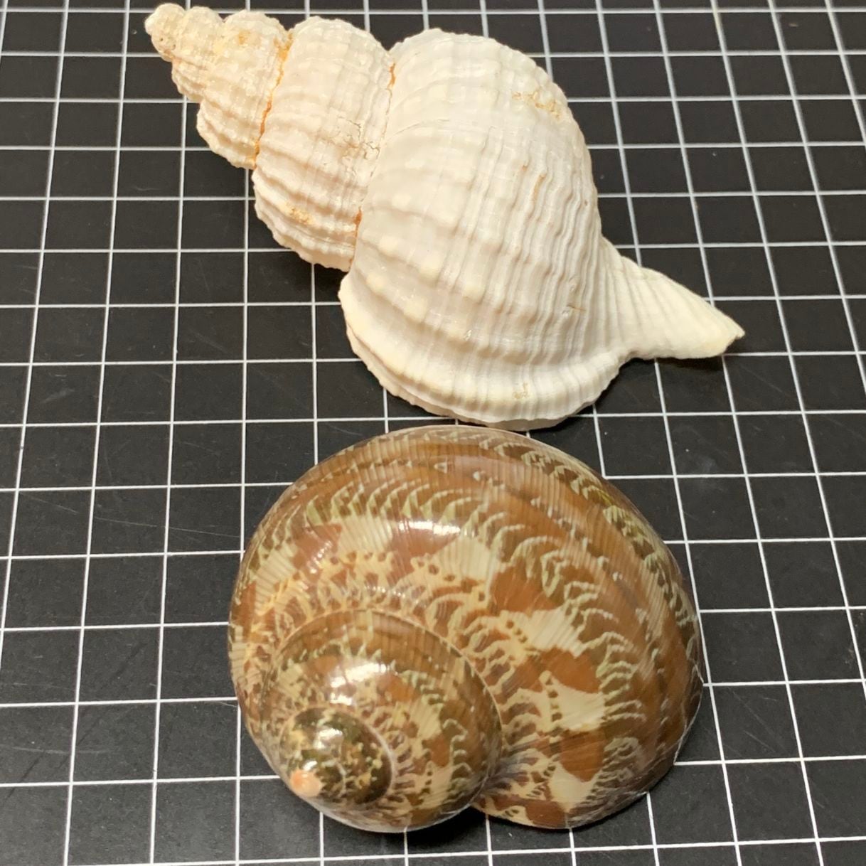 水棲ヤドカリ用貝殻