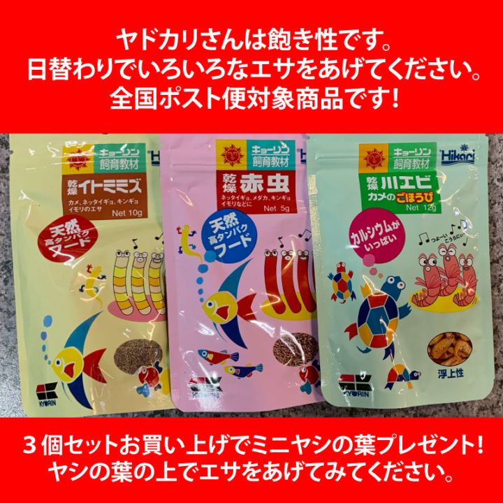 オガ品※2/1に購入お約束 黄色のサザエに入っているムラサキオカヤドカリ【5.5cm】【写真の子