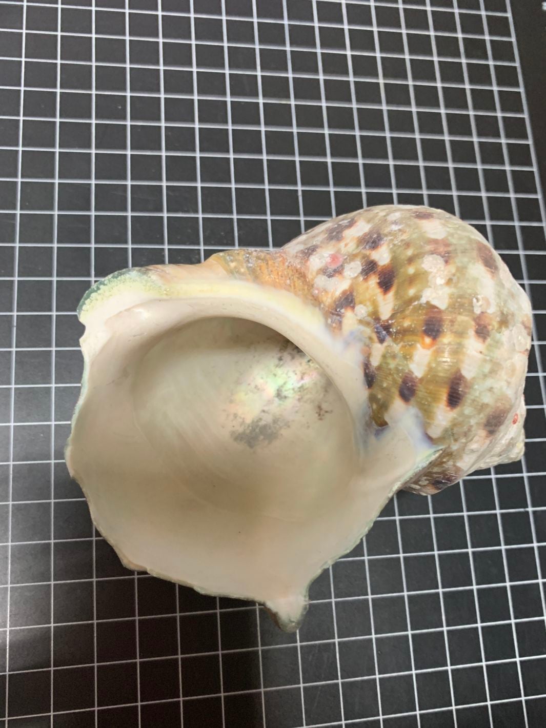 貝殻 ヤコウガイ 約10cm【写真の貝殻】 | すべての商品 | やどかり屋
