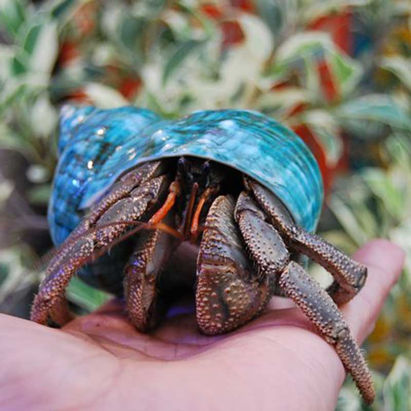 ヤコウガイ 約10cm【写真の貝殻】 | すべての商品 | やどかり屋