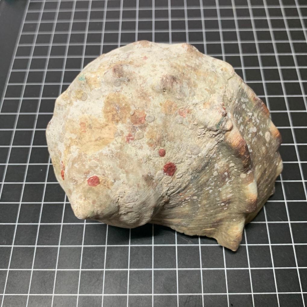ヤコウガイ 約10cm【写真の貝殻】 | すべての商品 | やどかり屋