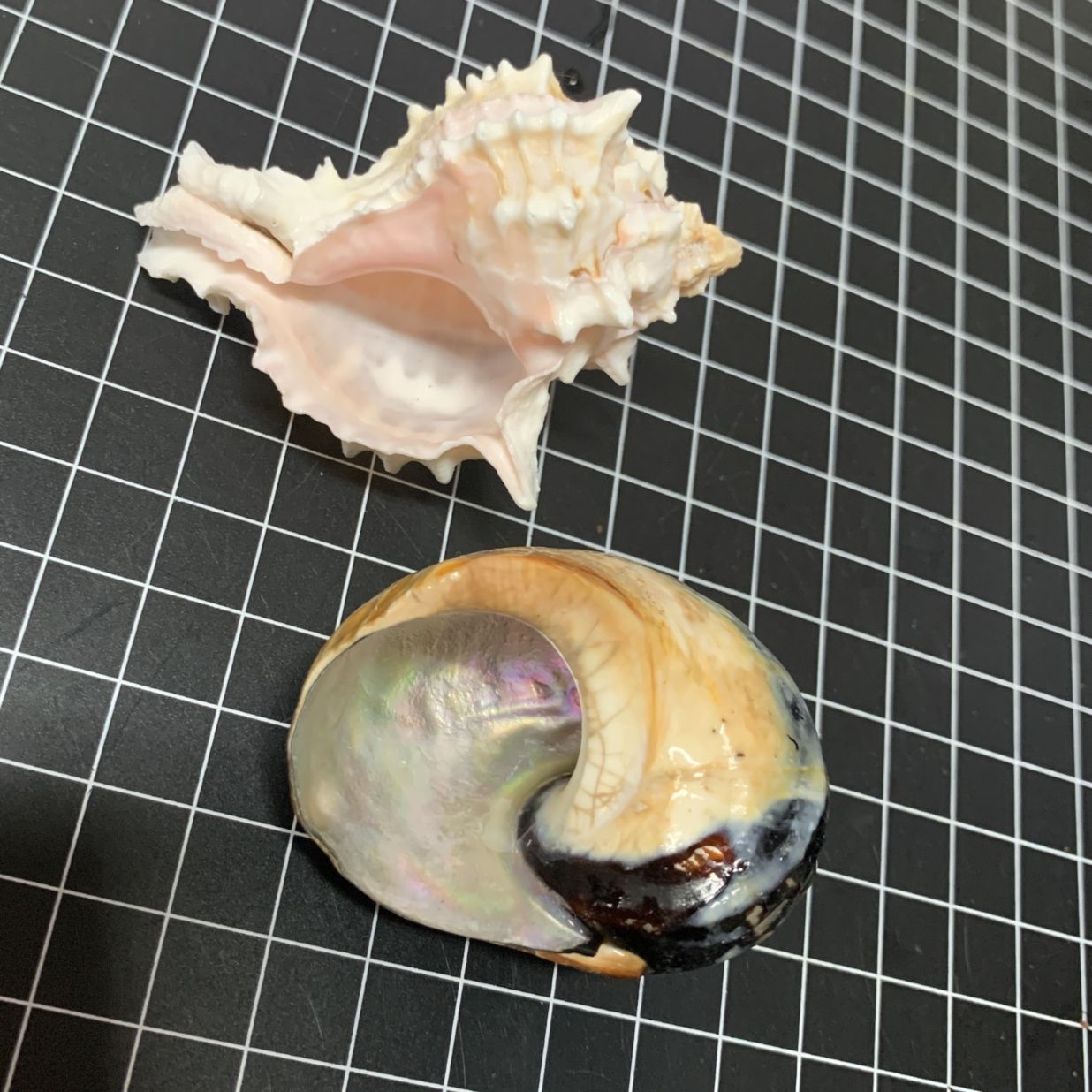 ヤドカリ引越用貝殻 M-Lセット0885【写真の貝殻】 | 貝殻,オカヤドカリ