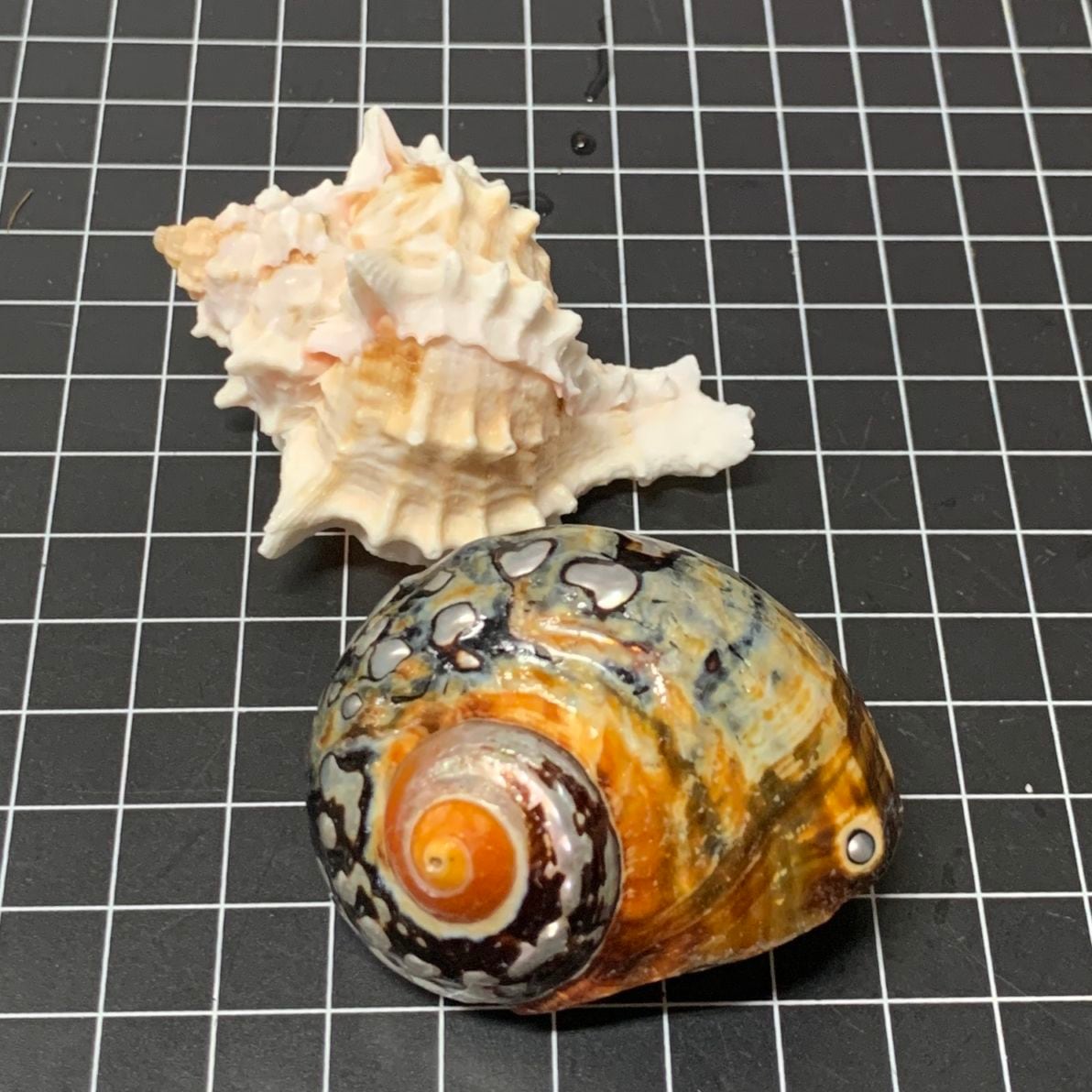 ヤドカリ引越用貝殻 M-Lセット0885【写真の貝殻】 | 貝殻,オカヤドカリ