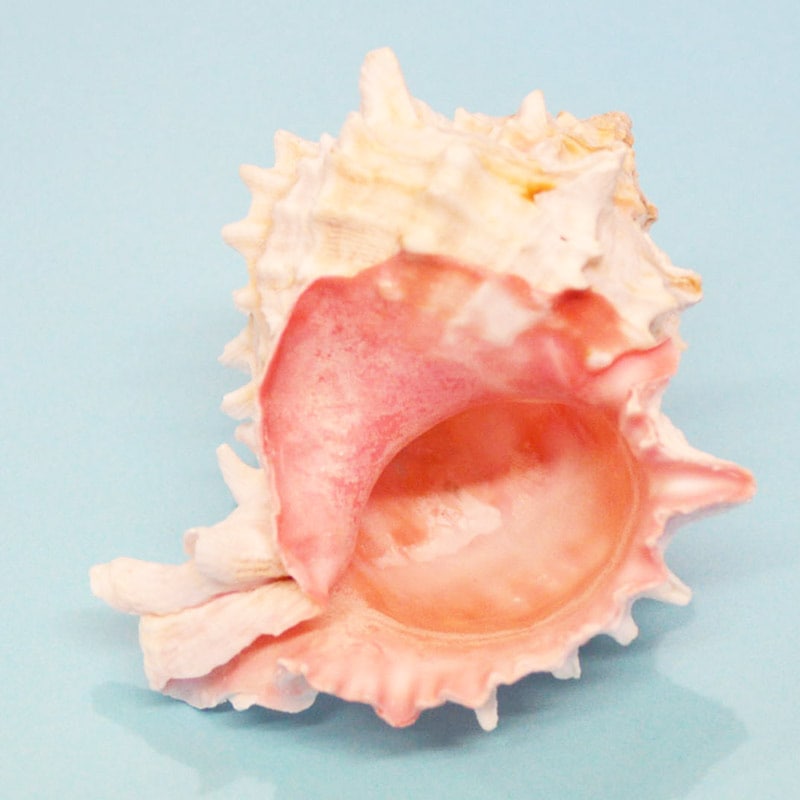 Big!クレナイガンゼキ【殻口3.2～3.6cm】 | すべての商品 | やどかり屋