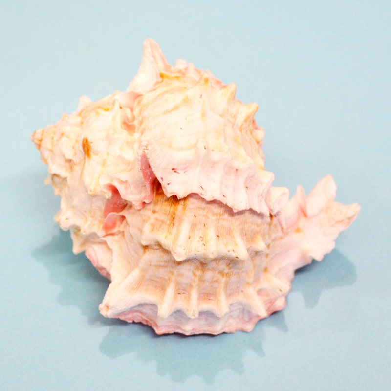 Big!クレナイガンゼキ【殻口3.2～3.6cm】 | すべての商品 | やどかり屋
