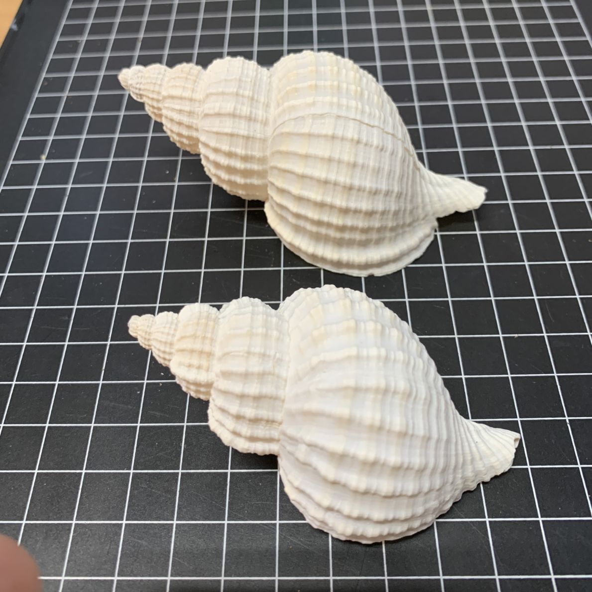 シロツブガイ2Lセット001-1（1点もの写真あり！） | 貝殻 | やどかり屋