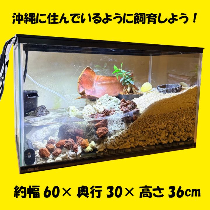 マリーナ60水槽お持ちの方へ♪】オカヤドカリ＋トビハゼハウス60