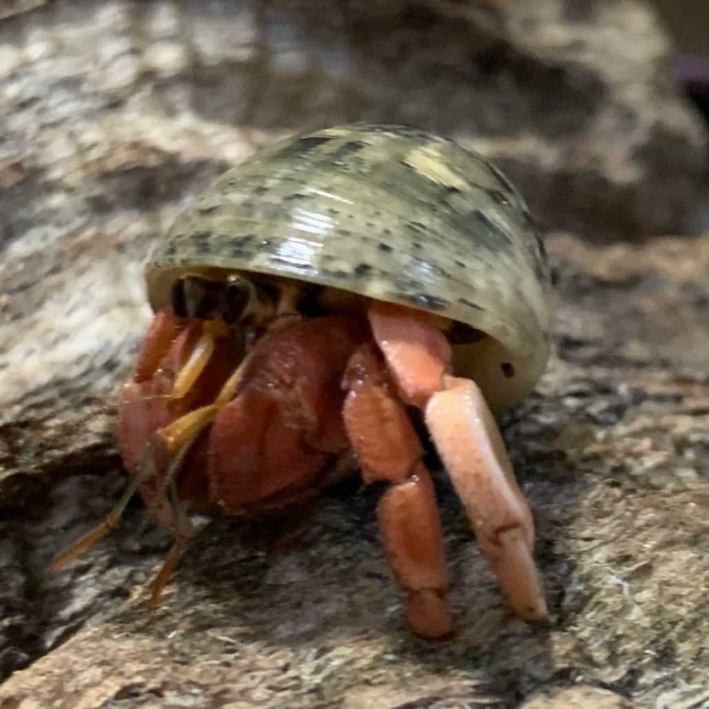 赤い足のオカヤドカリさん 2.9cm＋貝殻1個 2026年（ナキ