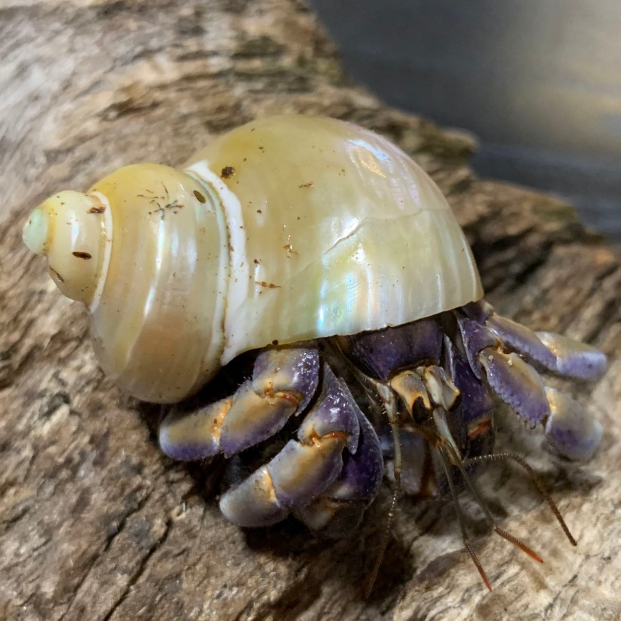 白い足のオカヤドカリさん Mサイズ | 海水魚図鑑（過去入荷