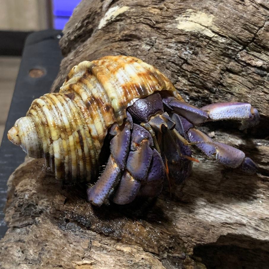 ムラサキオカヤドカリサザエ4.7cm【沖縄産】 | すべての商品 | やどかり屋