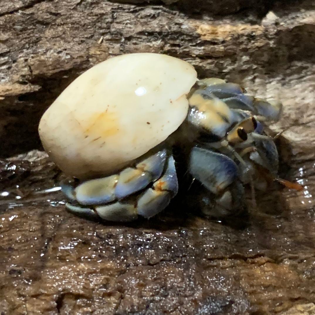 ムラサキオカヤドカリサザエ4.7cm【沖縄産】 | すべての商品 | やどかり屋