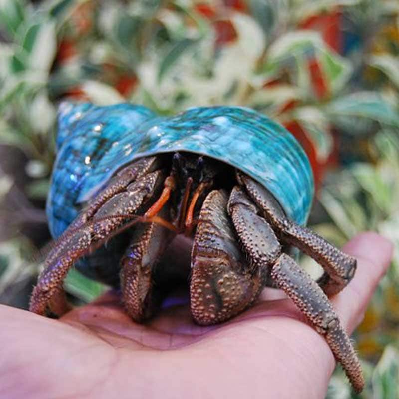 緑サザエ 8.6cm【写真の商品】 | すべての商品 | やどかり屋