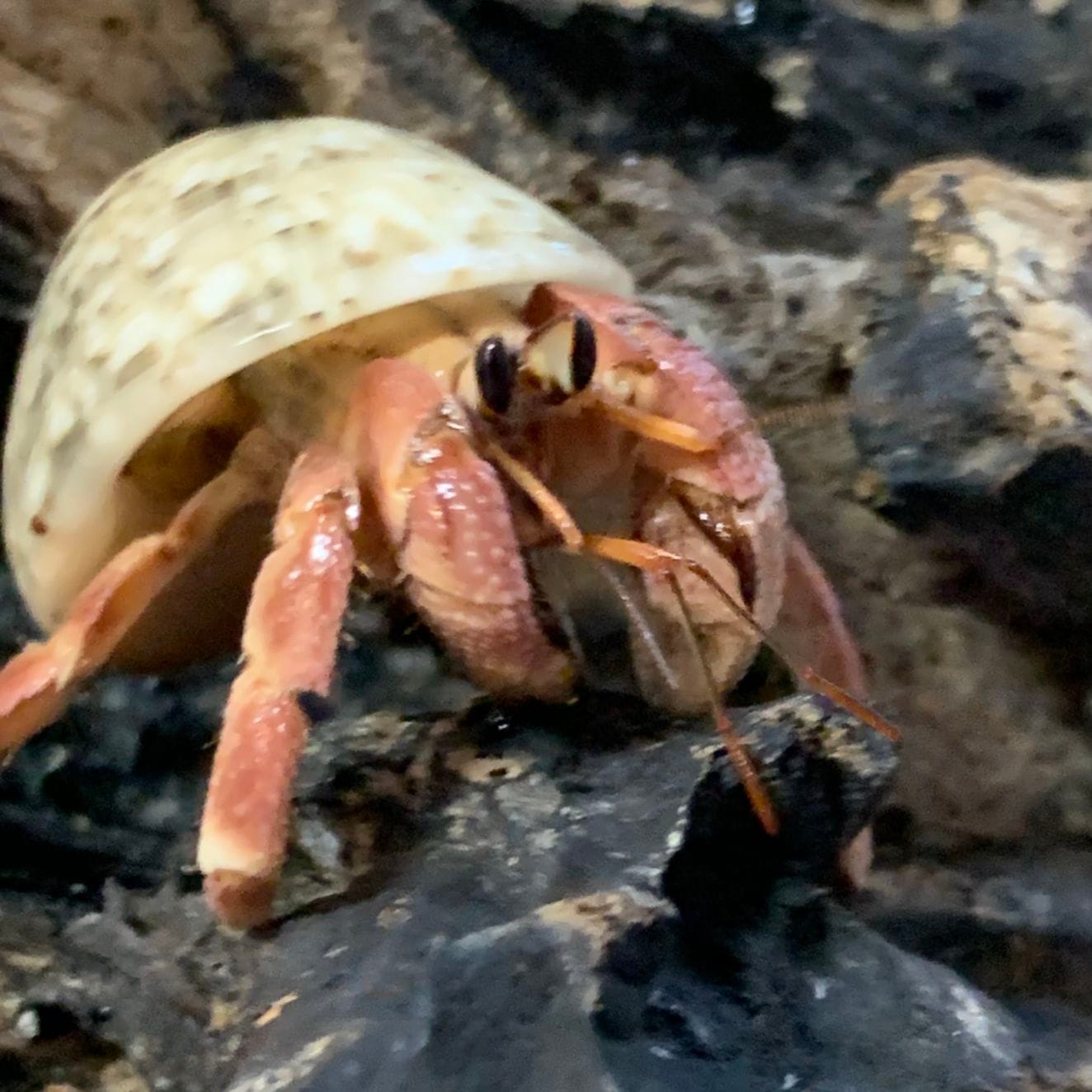 ムラサキオカヤドカリサザエ4.7cm【沖縄産】 | すべての商品 | やどかり屋