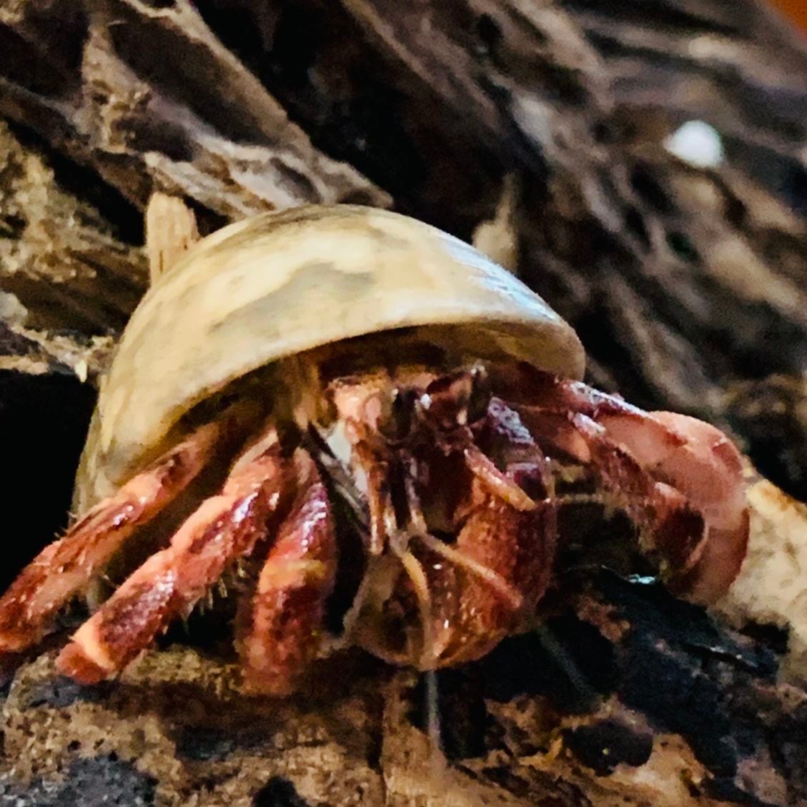 写真の赤い足のオカヤドカリさん 2.7cm＋貝殻1個 2026年（ナキ