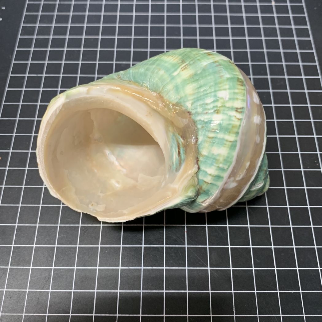 アフリカヤコウガイ 磨きライン9.4cm【写真の貝殻】 | すべての商品