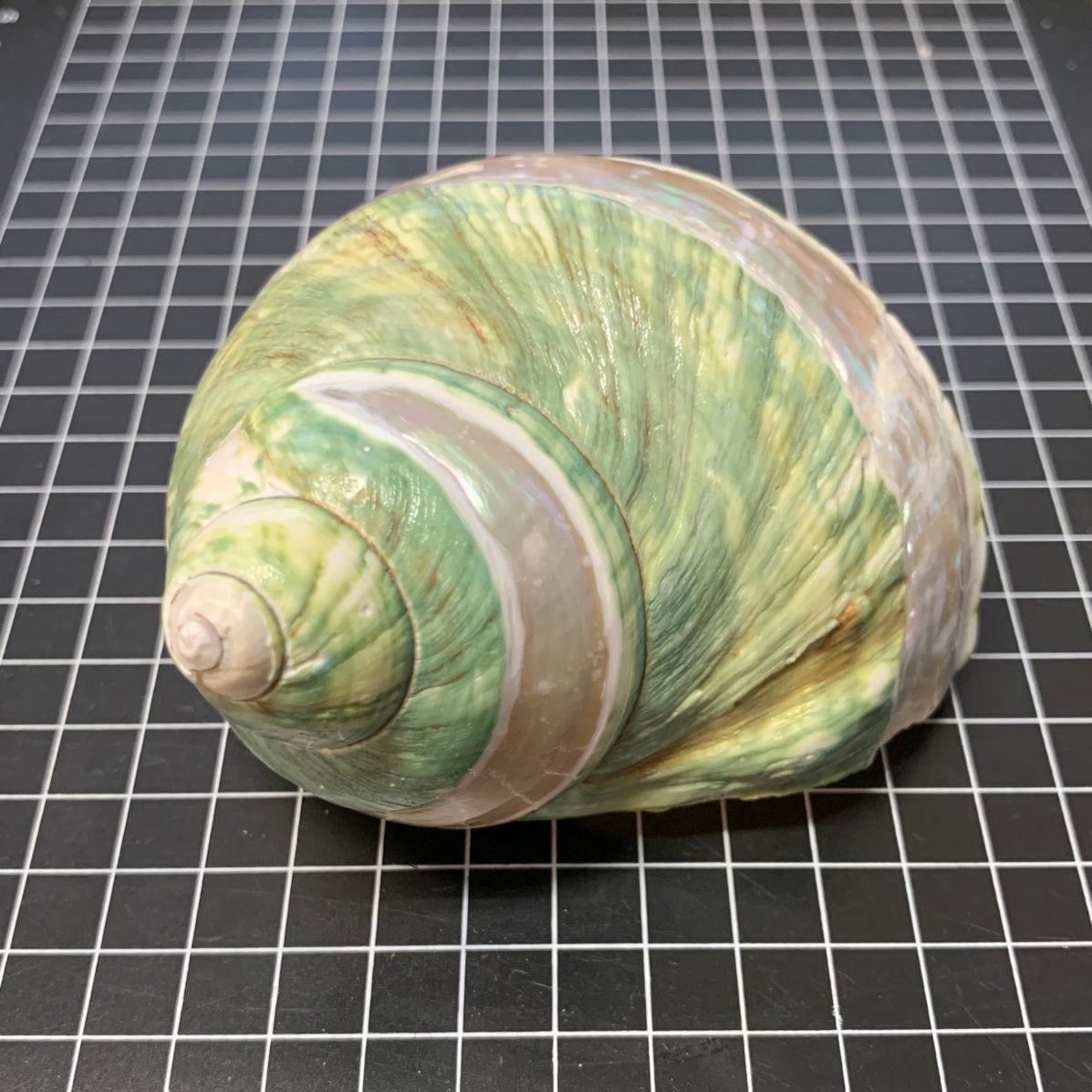 アフリカヤコウガイ 磨きライン9.4cm【写真の貝殻】 | すべての商品