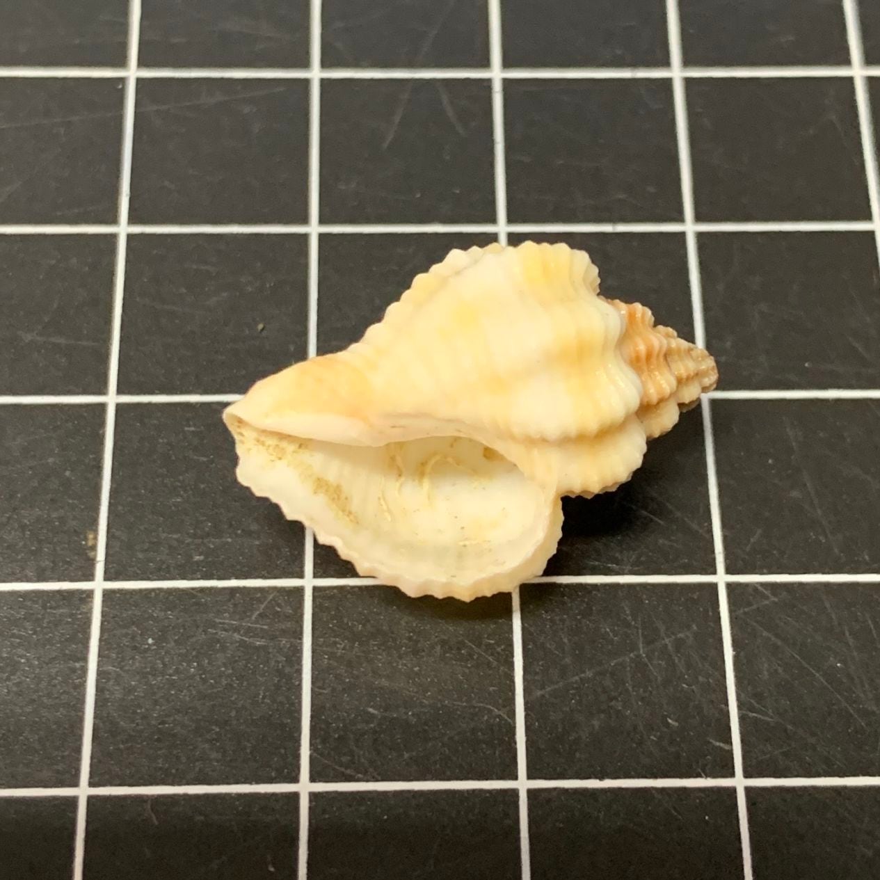 小さいキグチホラダマシ | 貝殻,オカヤドカリ用貝殻,Sサイズ | やどかり屋