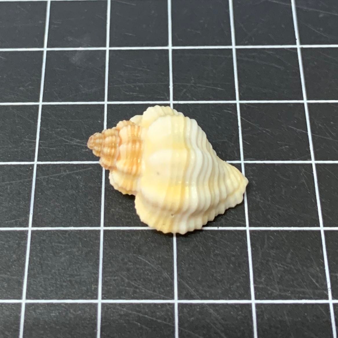 小さいキグチホラダマシ | 貝殻,オカヤドカリ用貝殻,Sサイズ | やどかり屋