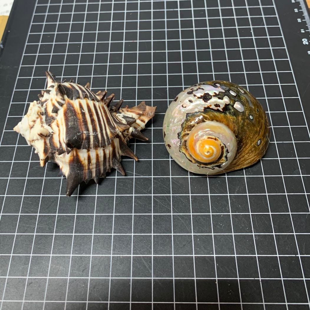 綺麗！ヤドカリ引越用貝殻2個セット 0088【サブ画像】 | 貝殻,水棲