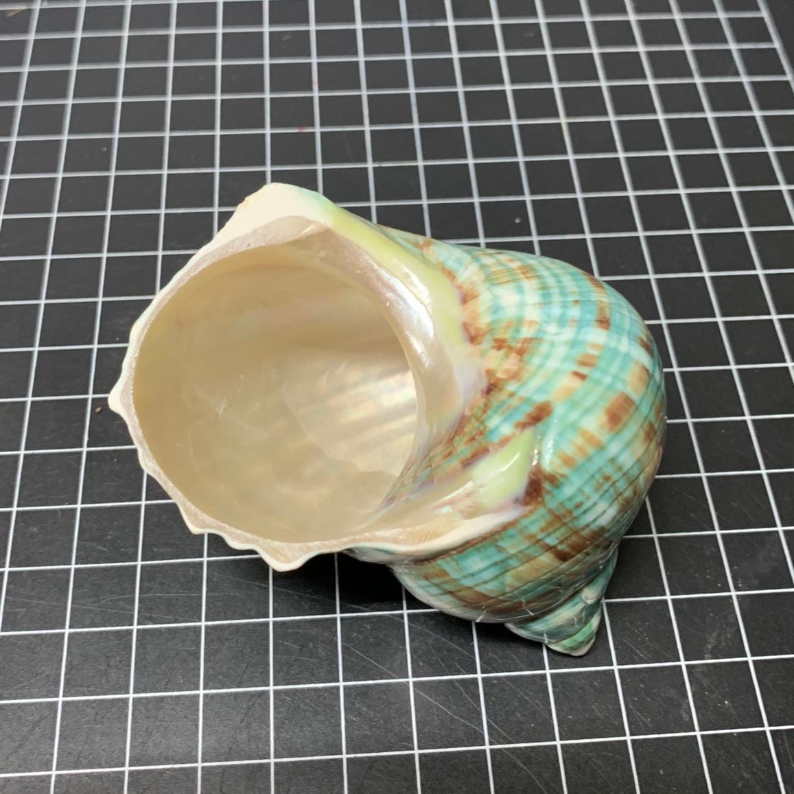 緑サザエ 7.3cm【写真の貝殻】 | すべての商品 | やどかり屋