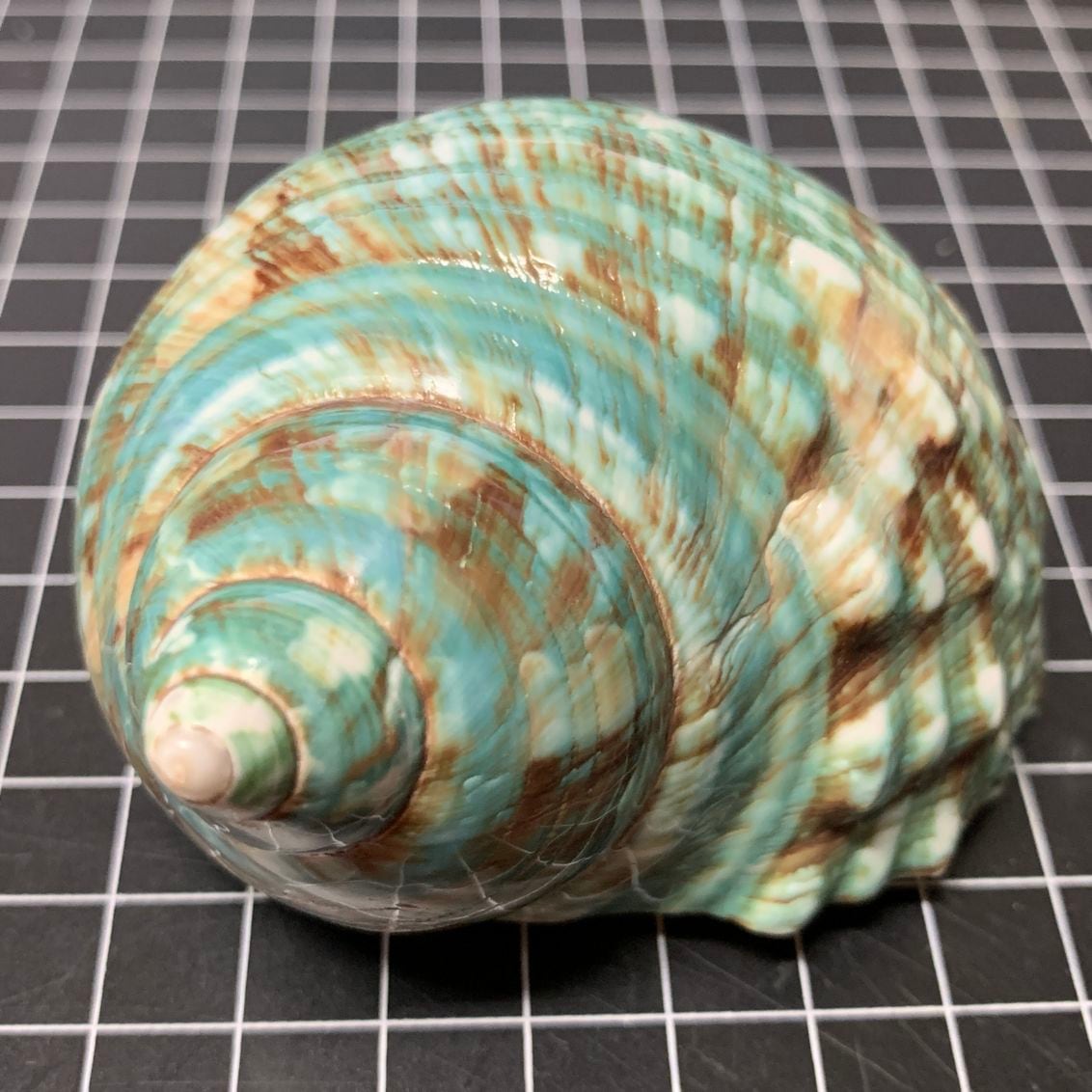 緑サザエ 7.3cm【写真の貝殻】 | すべての商品 | やどかり屋