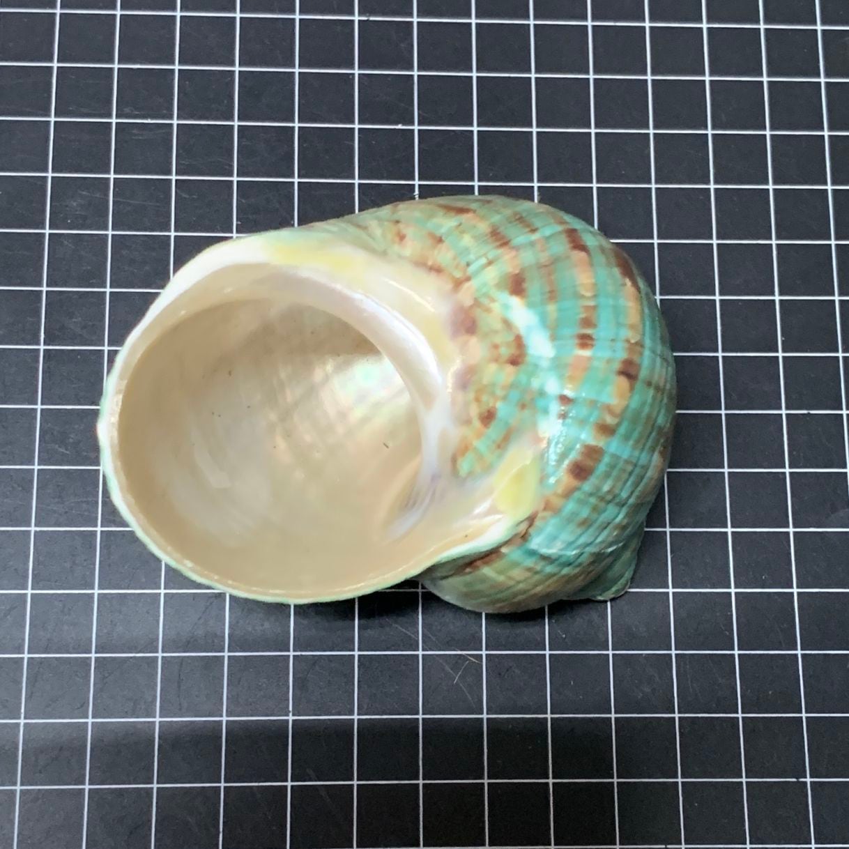 緑サザエ 7.9cm【写真の貝殻】 | すべての商品 | やどかり屋
