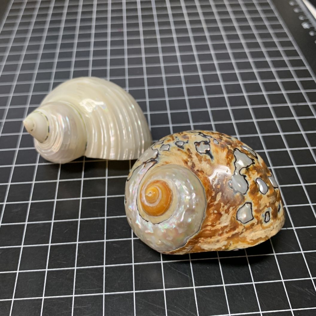ヤドカリのお宿　{ 貝殻  巻貝 B } ヤドカリ引越用貝殻L-LLセット 055（1点物写真の商品） | 貝殻
