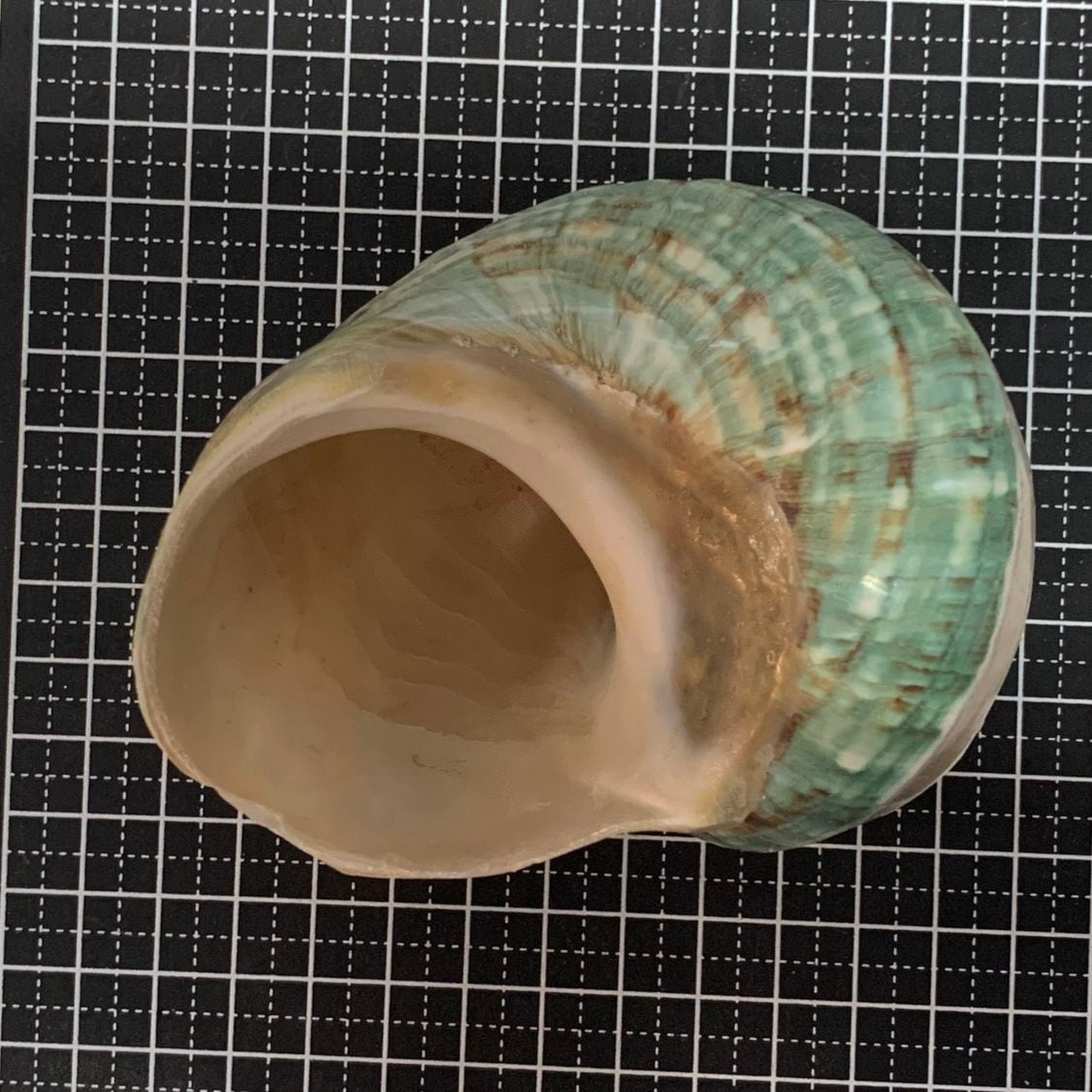 アフリカヤコウガイ 磨きライン9.8cm【写真の貝殻】 | すべての商品