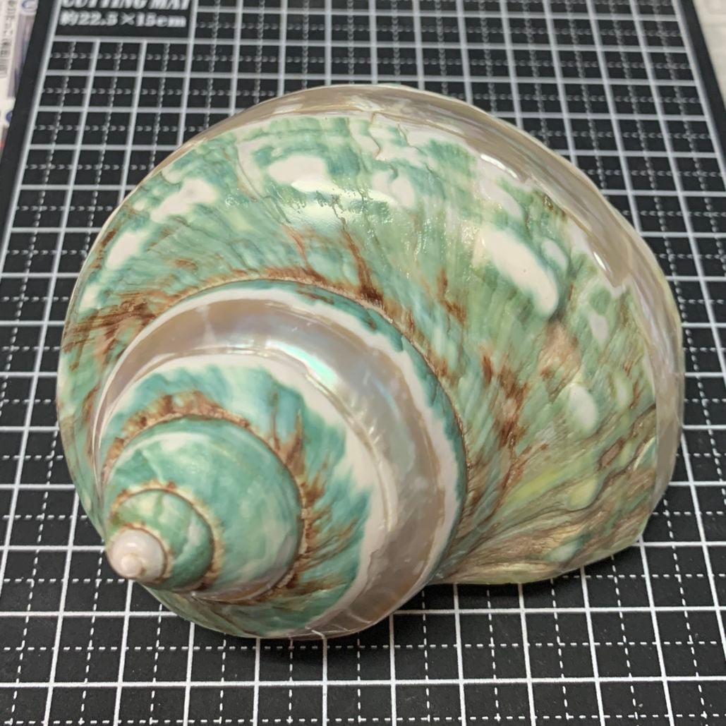 アフリカヤコウガイ 磨きライン9.8cm【写真の貝殻】 | すべての商品