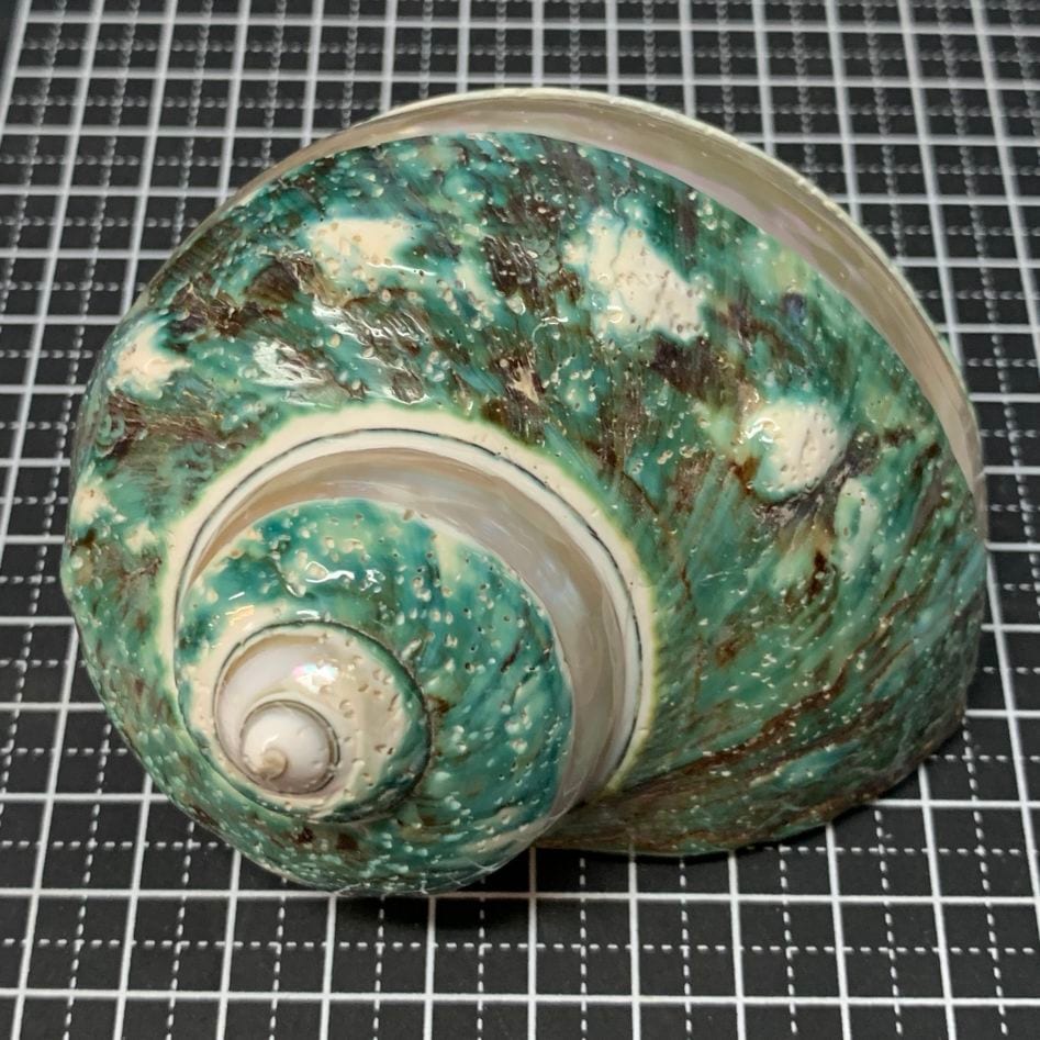 アフリカヤコウガイ 磨きライン9.3cm【写真の貝殻】 | すべての商品