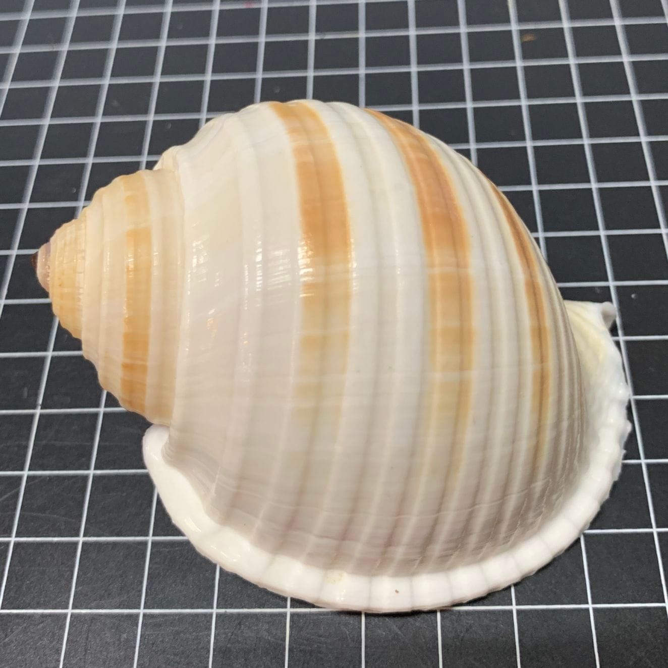 ミヤシロガイ 8.2-9.2cm（イメージ） | 貝殻 | やどかり屋
