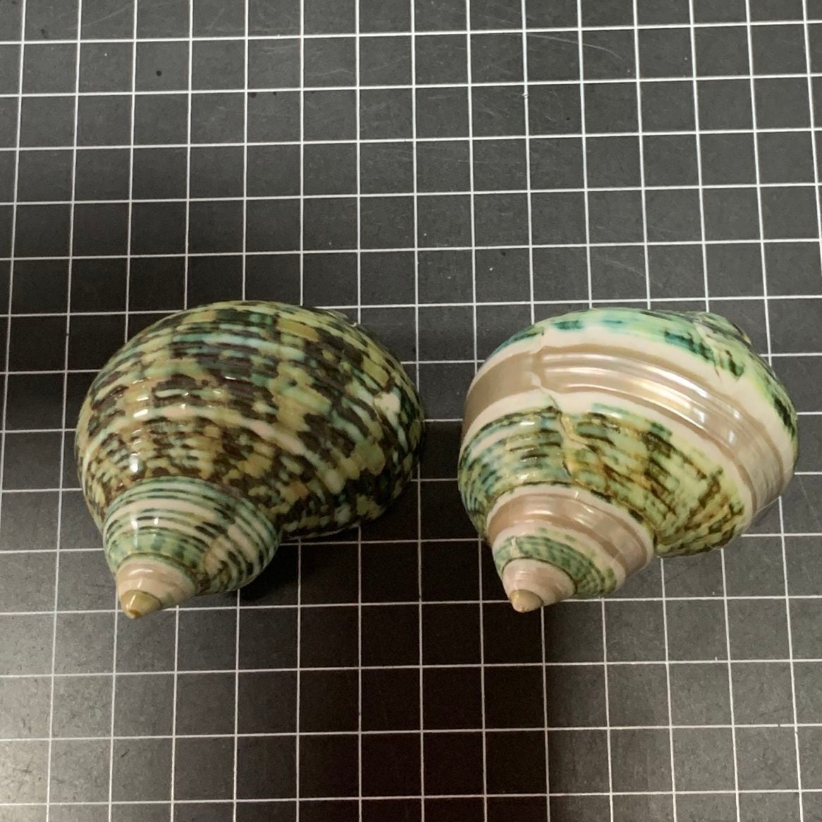 ユニークなグリーン系貝殻 約18cm サザエグリーンL大きめ2個セット008【1点物サイズ】 | すべての商品