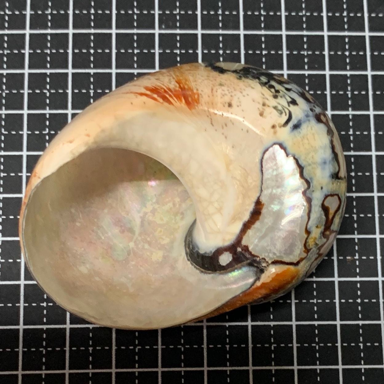 貝殻 リュウオウスガイ 6.6cm（南アフリカ）【写真の貝殻】 | すべての商品